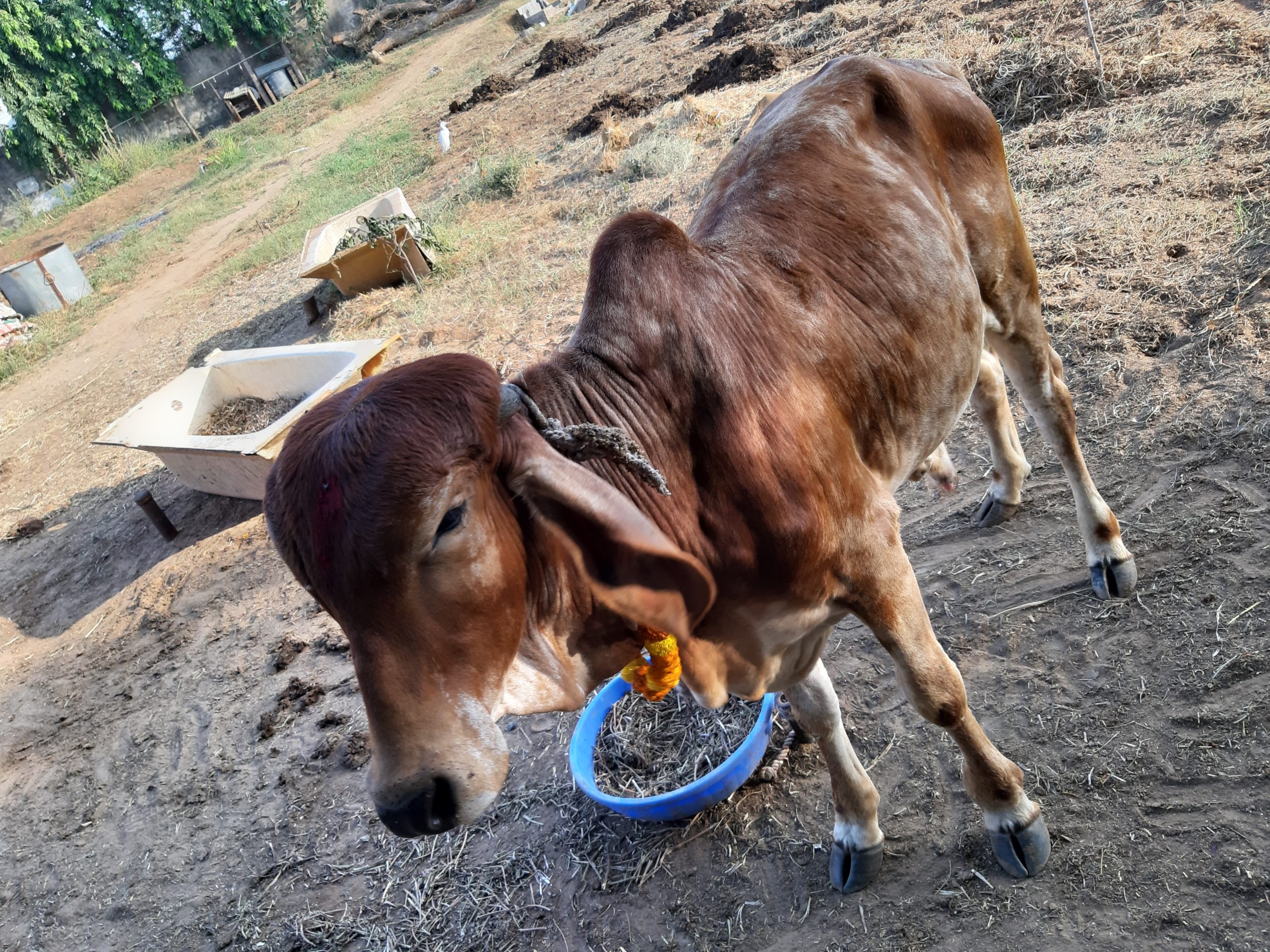 જાણો ગોપાષ્ટમીનો અનેરો મહિમા, શ્રીકૃષ્ણને પ્રિય ગાયોની હાલત થઈ છે કફોડી!