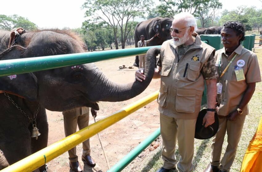 ભારતના વન્યજીવનમાં વાઘની સંખ્યા 3000 થી ઉપર પહોંચી ગઈ- પીએમ મોદી
