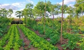 TEC, DoT & ICAR to host ITU/FAO Workshop on “Cultivating tomorrow: Advancing digital agriculture through IoT and AI