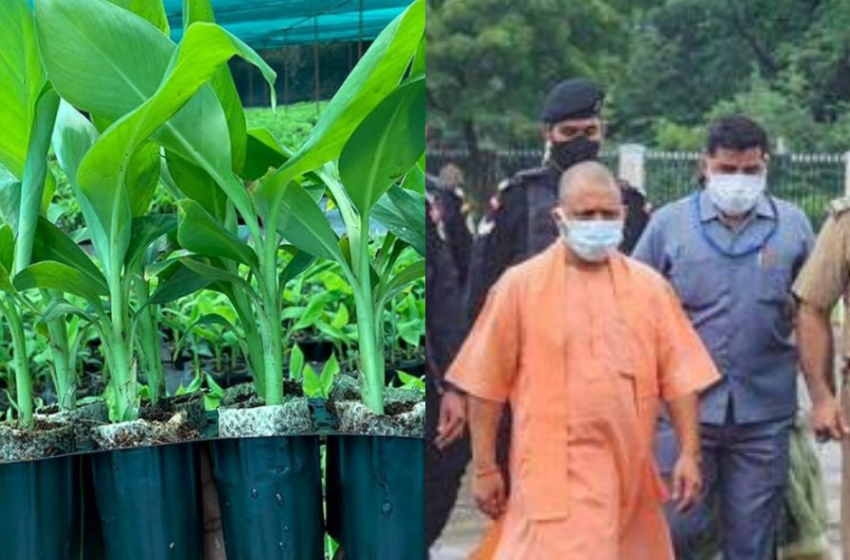 Chief Minister Yogi Adityanath revitalizes banana cultivation and associated industries by designating it as Kushinagar’s ODOP