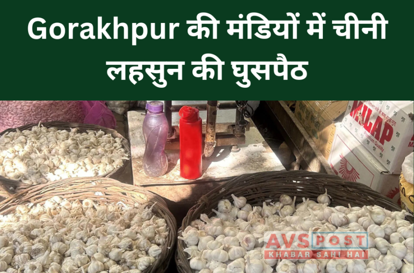 Gorakhpur की मंडियों में चीनी लहसुन(Chinese garlic) की घुसपैठ: तस्करी नेटवर्क और इसके प्रभाव का खुलासा