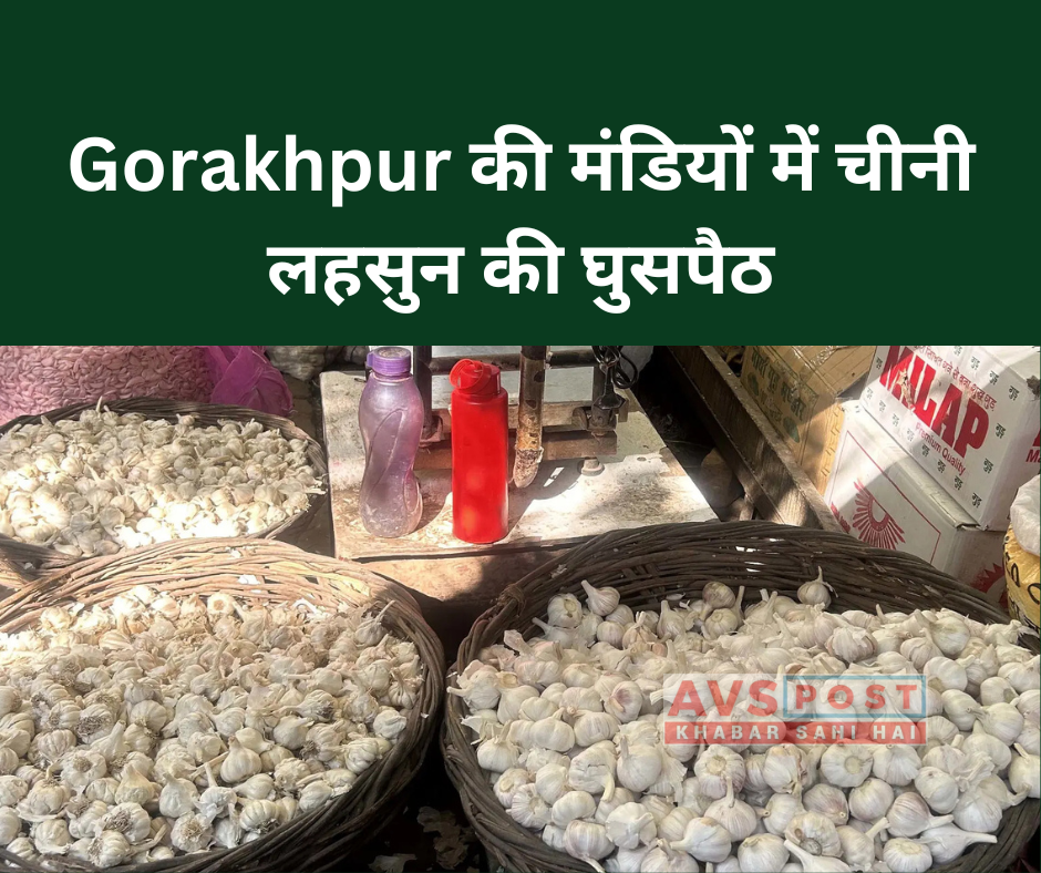 Gorakhpur की मंडियों में चीनी लहसुन(Chinese garlic) की घुसपैठ: तस्करी नेटवर्क और इसके प्रभाव का खुलासा