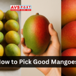 How to Pick Good Mangoes