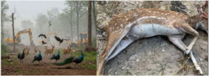 What Are the Impacts of Deforestation and Urbanization?