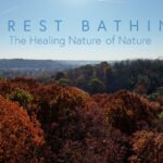 6 Incredible Ways Forest Bathing Benefits Your Mind
