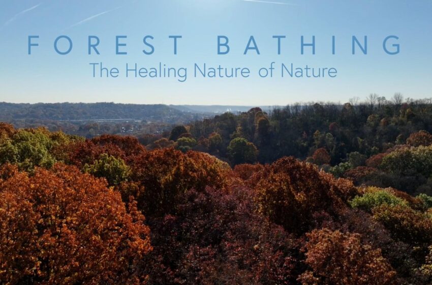 6 Incredible Ways Forest Bathing Benefits Your Mind