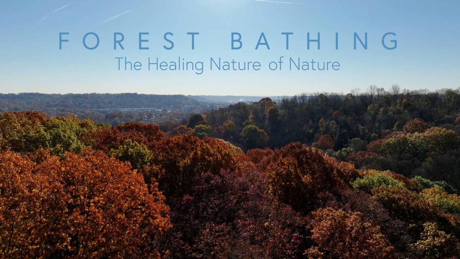 6 Incredible Ways Forest Bathing Benefits Your Mind