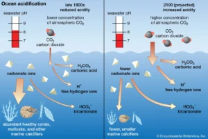 Acidification and Oceanic Changes