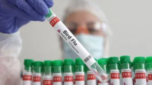Bird Flu in UP 