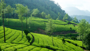5 Dreamy Honeymoon Destinations in India Under Rs 20000